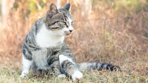 高清灰猫图片_6