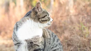 高清灰猫图片_9