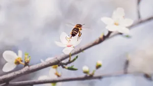 花朵上采蜜的蜜蜂图片_10