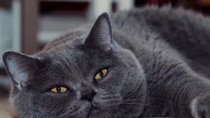 英国短毛猫图片_2