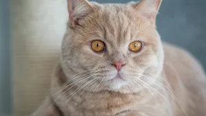 英国短毛猫图片_3