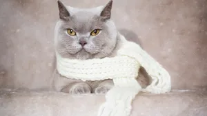 英国短毛猫图片_4