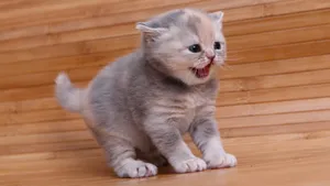 英国短毛猫图片_5