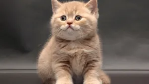 英国短毛猫图片_6