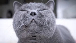 英国短毛猫图片_7