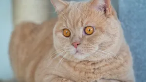 英国短毛猫图片_8