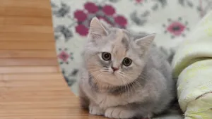 英国短毛猫图片_9
