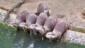 水獭图片_9