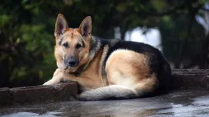 训练有素的猎犬图片_2