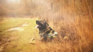 训练有素的猎犬图片_3