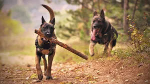 训练有素的猎犬图片_5