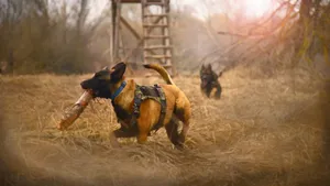 训练有素的猎犬图片_7