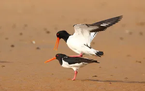蛎鹬鸟图片_6