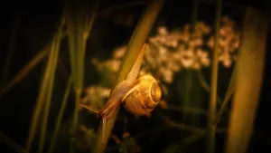梦幻高清蜗牛图片_4