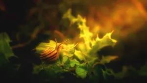 梦幻高清蜗牛图片_8