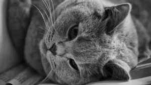 俄罗斯蓝猫图片_2