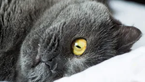 俄罗斯蓝猫图片_3