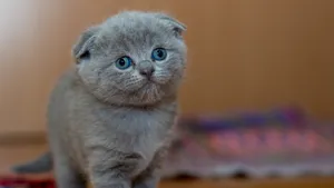 俄罗斯蓝猫图片_4