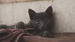 俄罗斯蓝猫图片_5