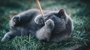 俄罗斯蓝猫图片_6