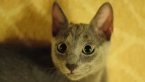 俄罗斯蓝猫图片_7