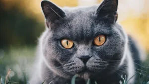 俄罗斯蓝猫图片_8