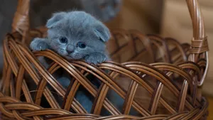俄罗斯蓝猫图片_9