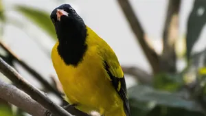黄鹂鸟图片_7