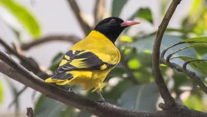 黄鹂鸟图片_8