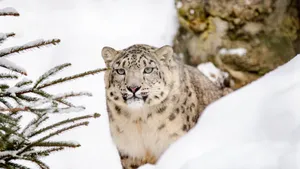 珍稀动物雪豹图片_2