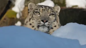 珍稀动物雪豹图片_4