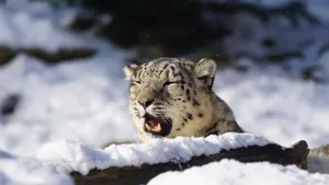 珍稀动物雪豹图片_5