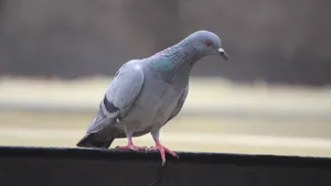 灰色的鸽子图片_4