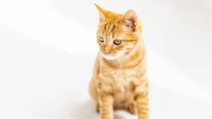 黄色的小猫图片_2