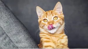 黄色的小猫图片_3