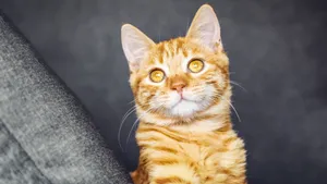 黄色的小猫图片_4