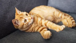 黄色的小猫图片_5