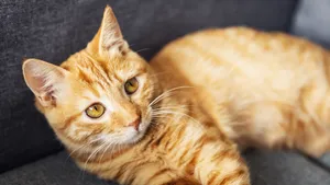 黄色的小猫图片_6