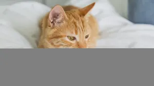 黄色的小猫图片_7