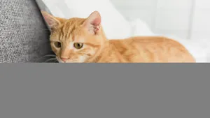 黄色的小猫图片_9