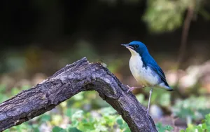 蓝歌鸲鸟图片_4