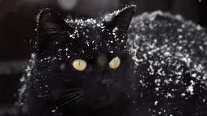 黑猫图片_2