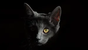 黑猫图片_3