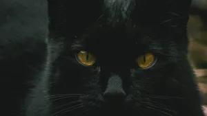 黑猫图片_4