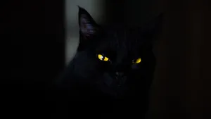 黑猫图片_5