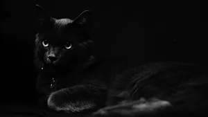 黑猫图片_6