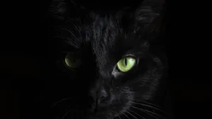 黑猫图片_7