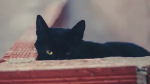 黑猫图片_8