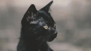 黑猫图片_9