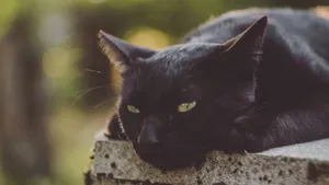 黑猫图片_10